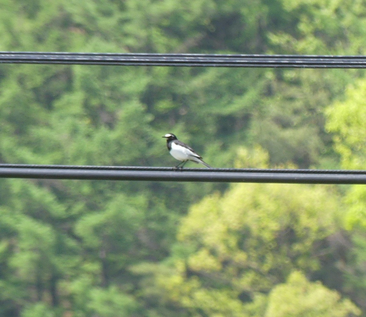 Japanese Wagtail - ML637991418