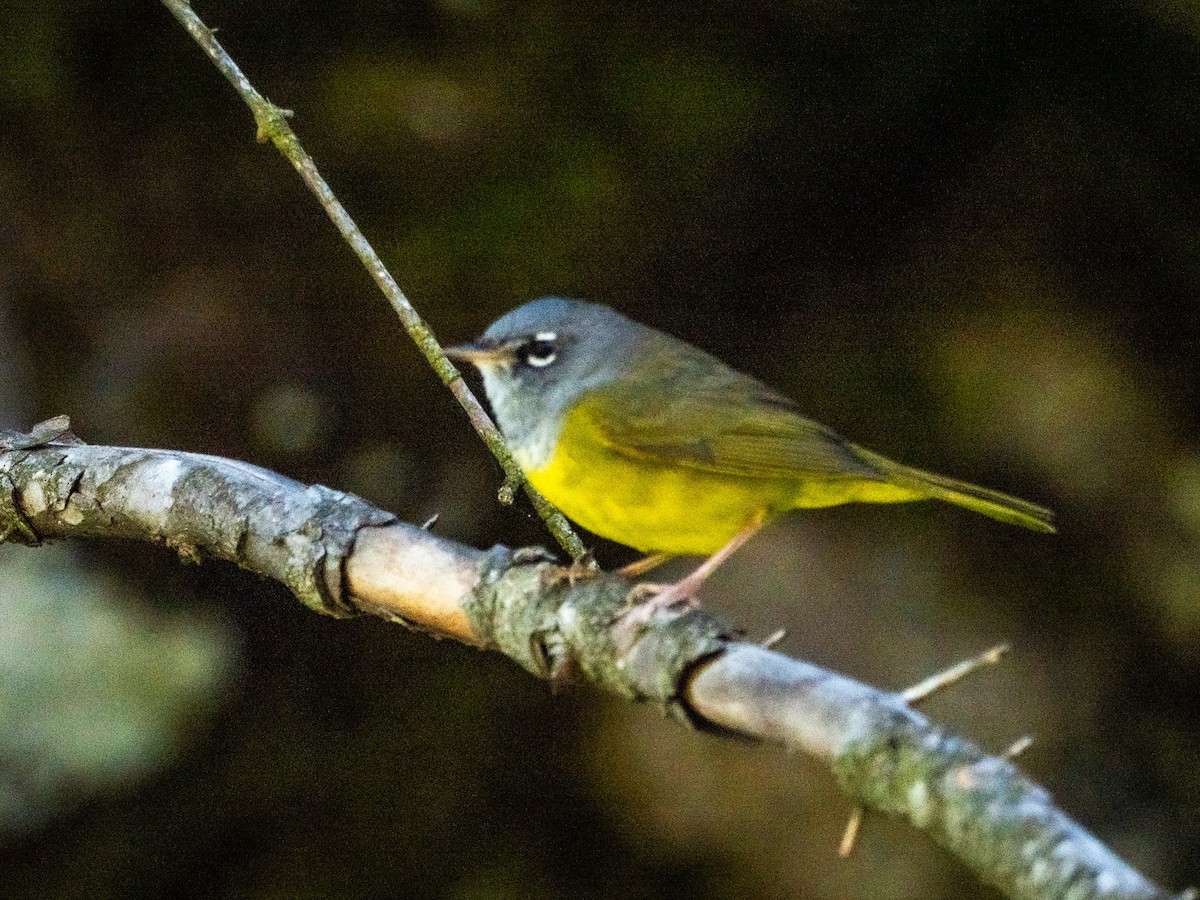 Dickichtwaldsänger - ML637991567