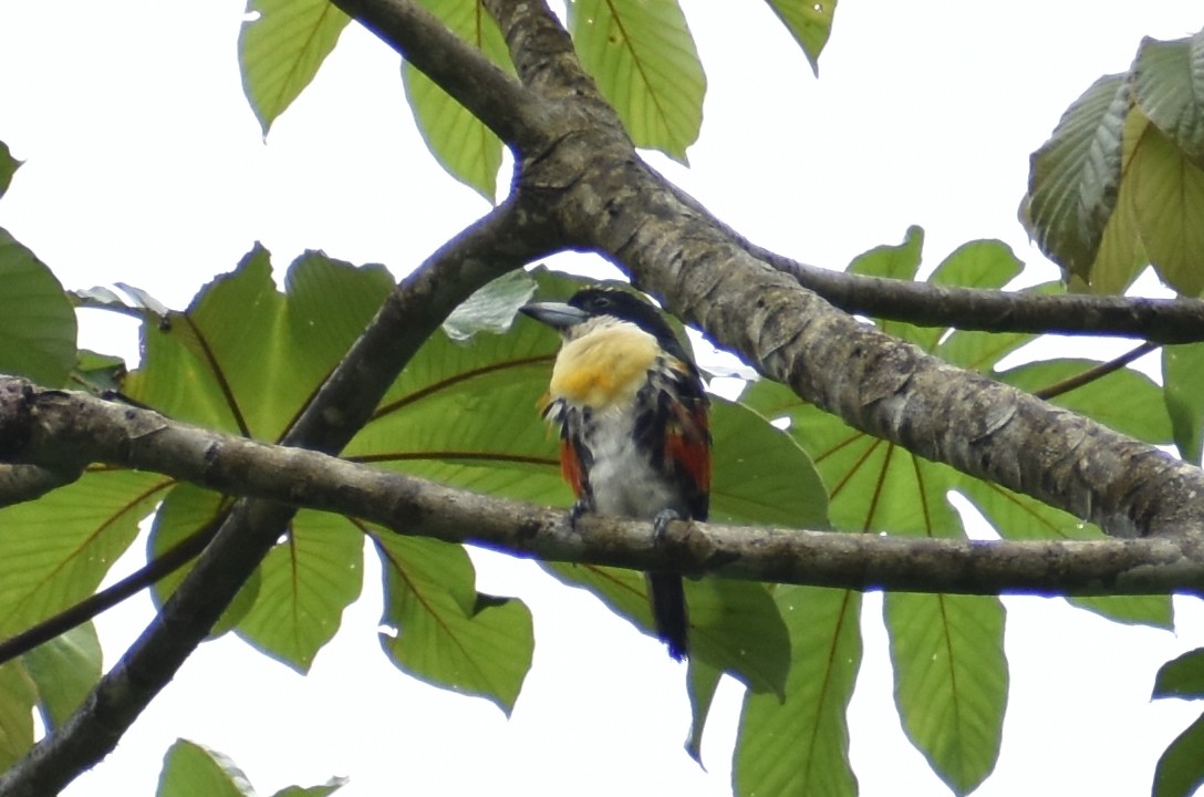 Spot-crowned Barbet - ML637991587