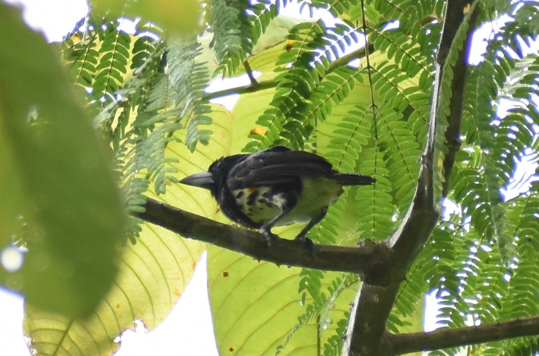 Spot-crowned Barbet - ML637991589