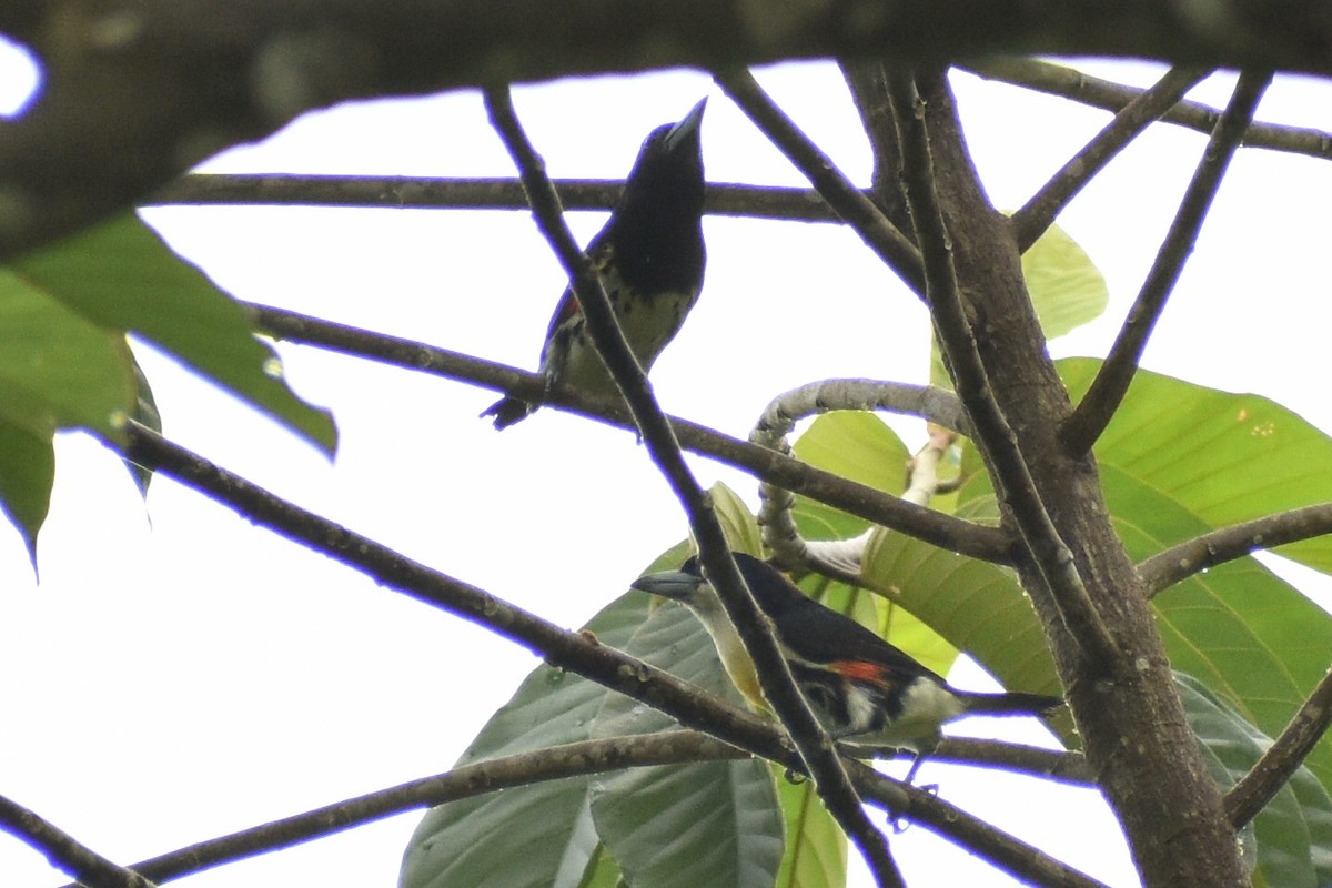 Spot-crowned Barbet - ML637991590