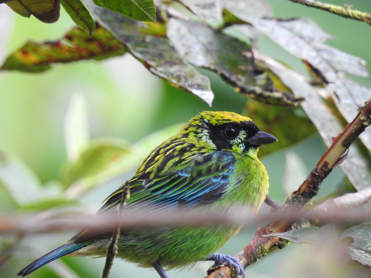 Green-and-gold Tanager - ML637991593