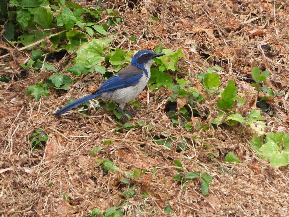 Island Scrub-Jay - ML637991600