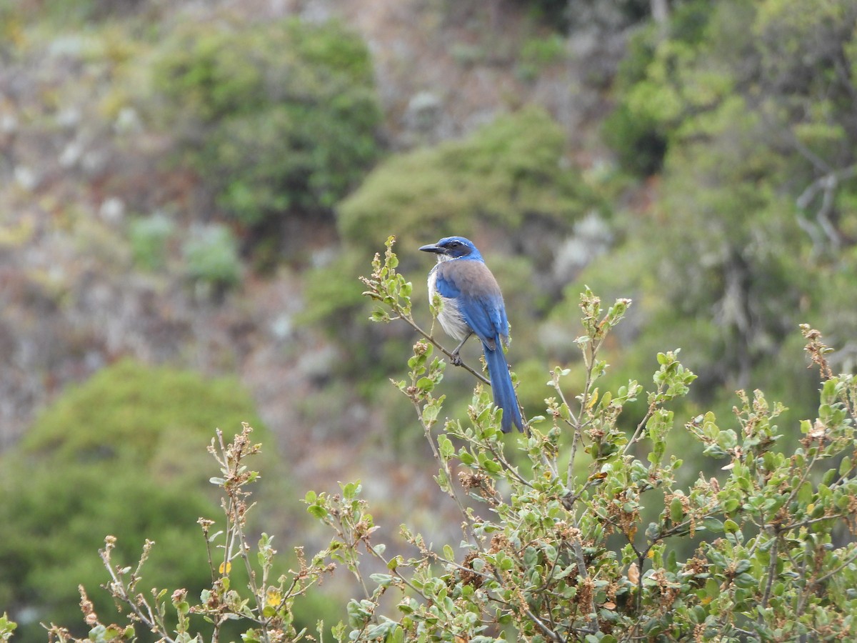 Island Scrub-Jay - ML637991650