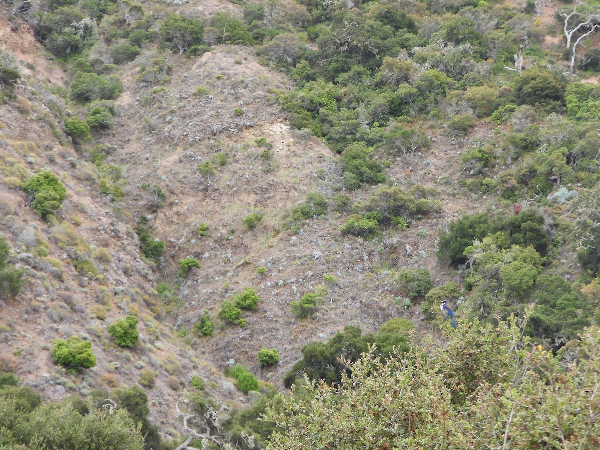 Island Scrub-Jay - ML637991664