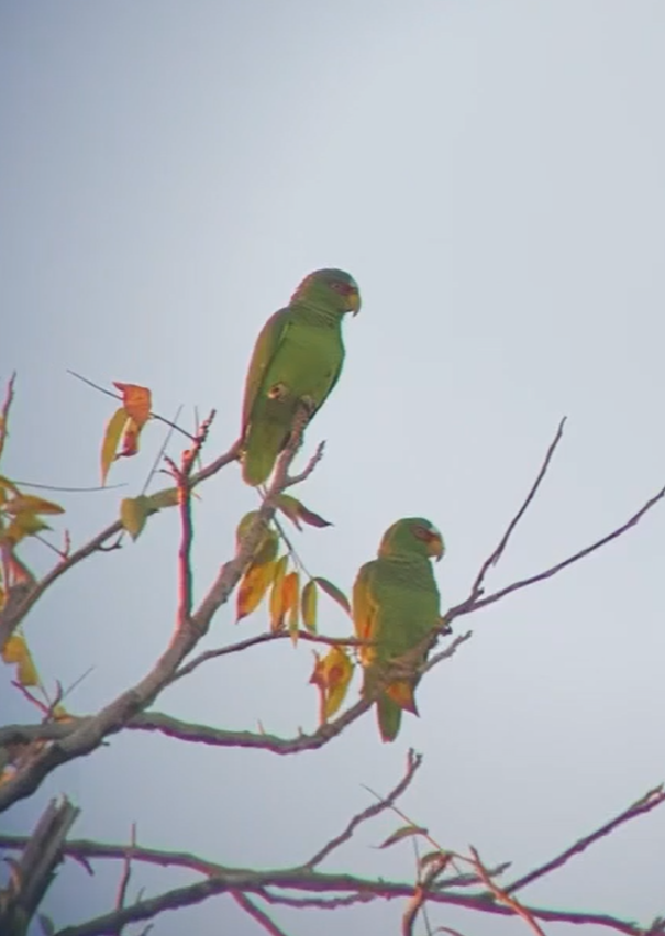 White-fronted Amazon - ML637991678