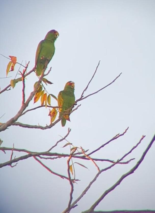 White-fronted Amazon - ML637991680