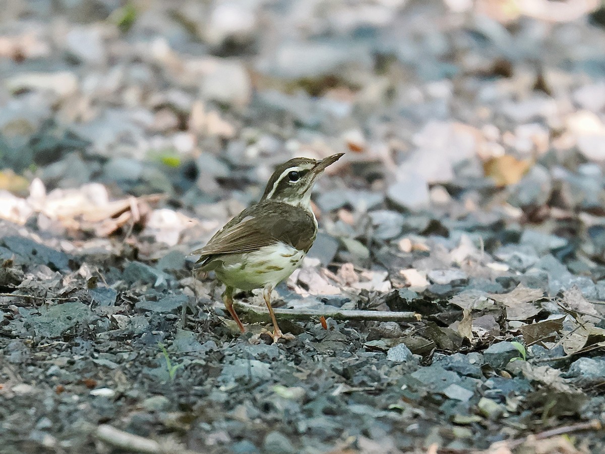 Louisiana Waterthrush - ML637991689
