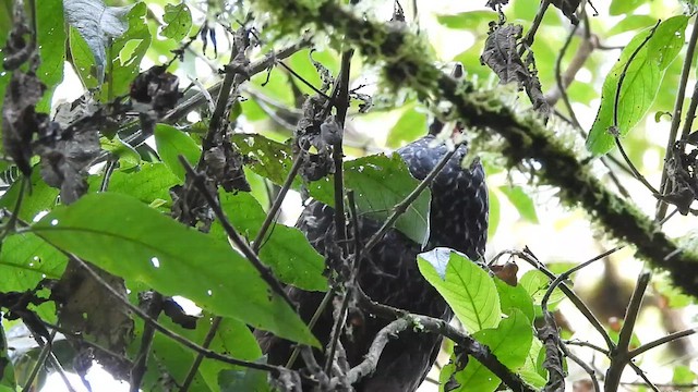 Cauca Guan - ML637991711