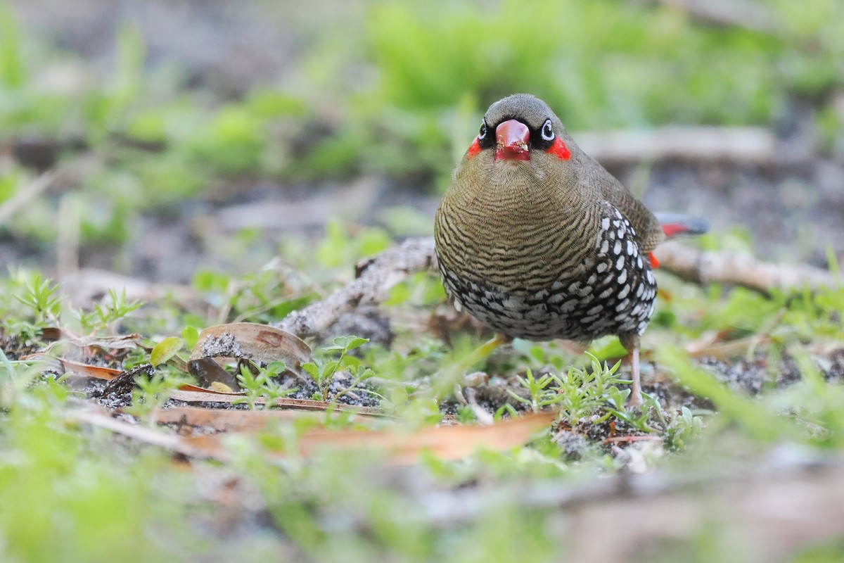 Red-eared Firetail - ML637991742