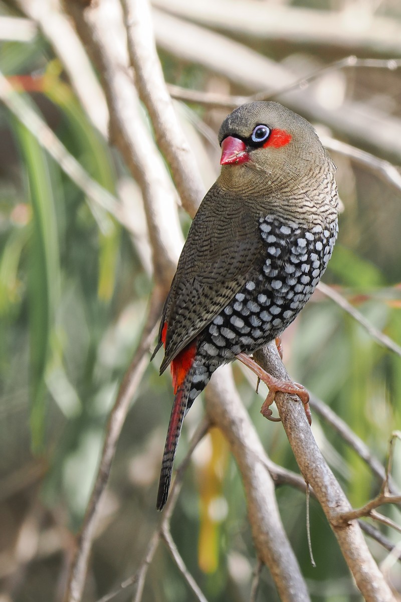 Red-eared Firetail - ML637991743