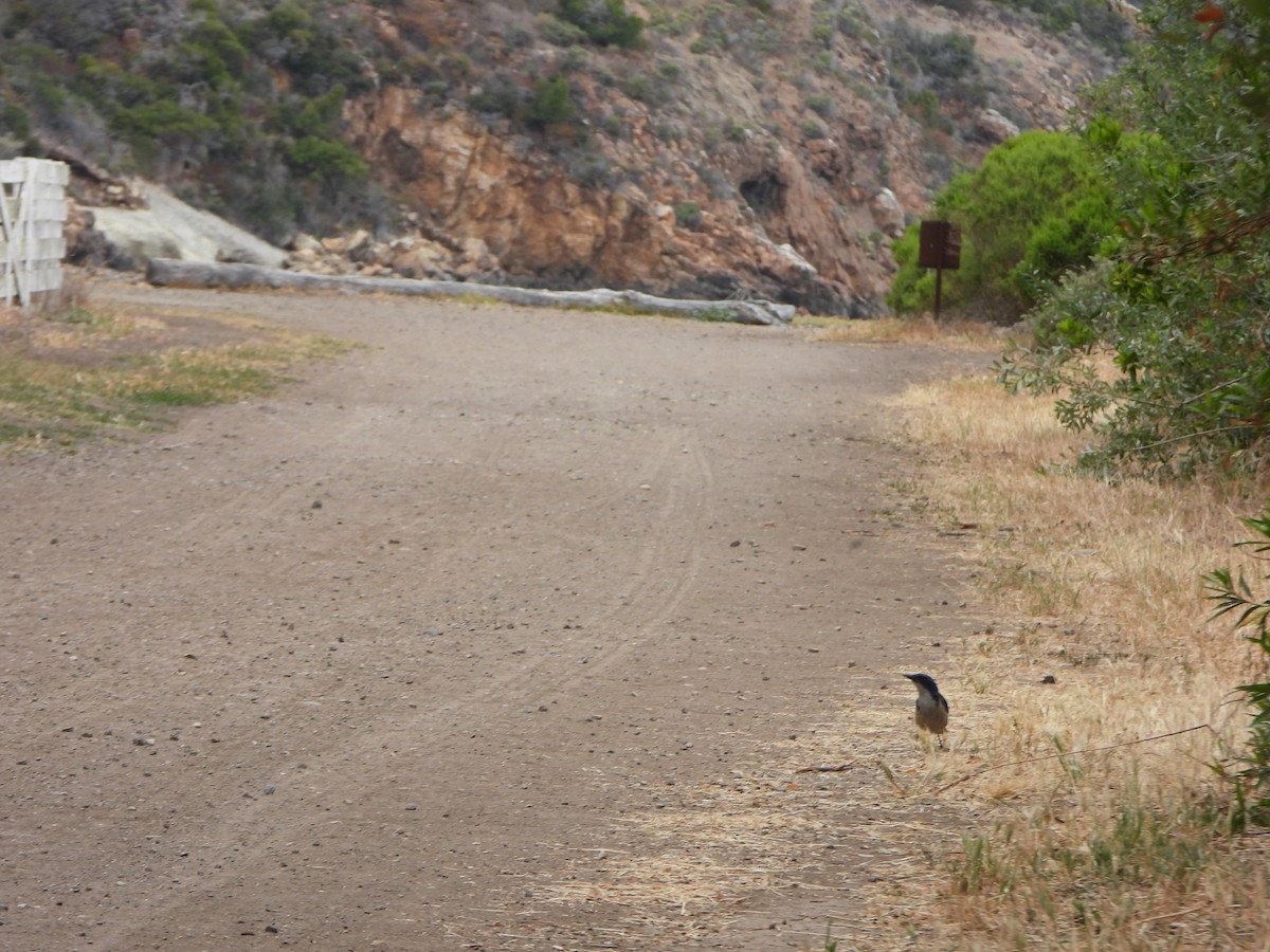 Island Scrub-Jay - ML637991780