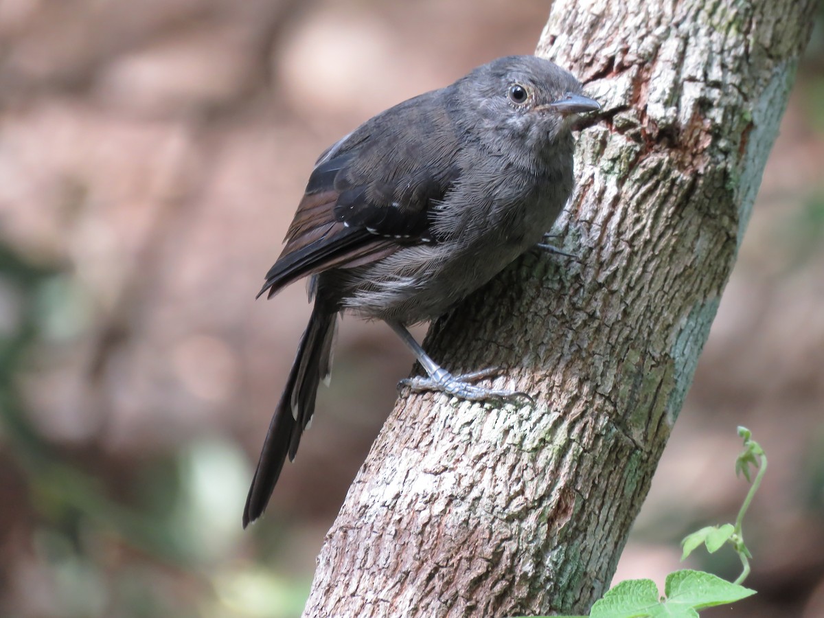 Mato Grosso Antbird - ML637991792