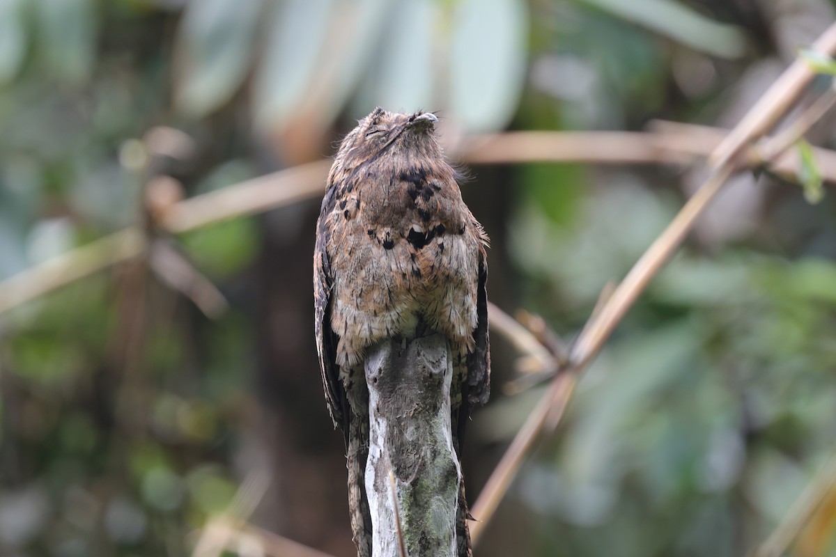 Common Potoo - ML637991793