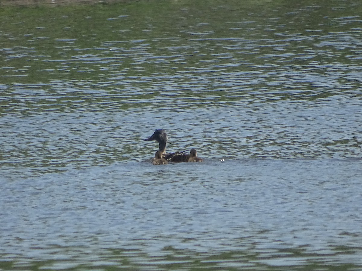 Green-winged Teal - ML637991794