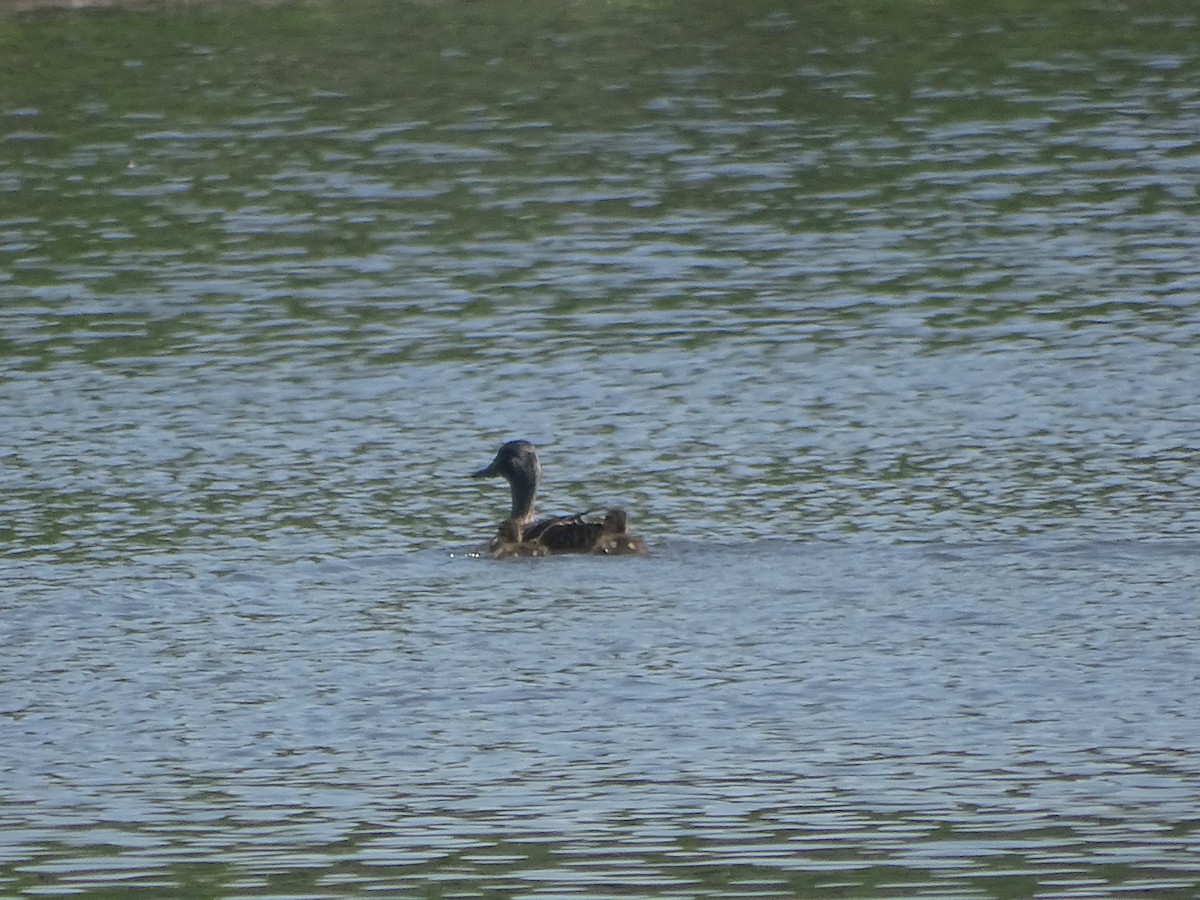 Green-winged Teal - ML637991795