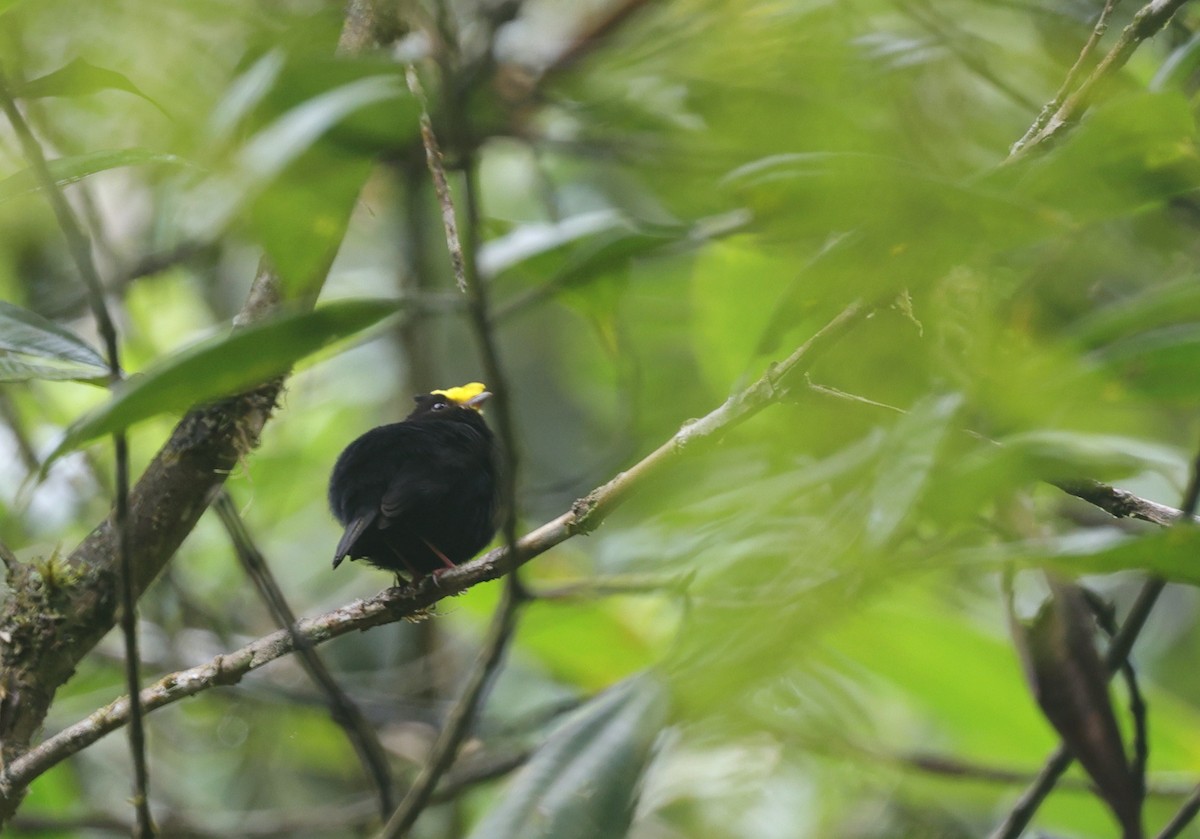 Golden-winged Manakin - ML637991808