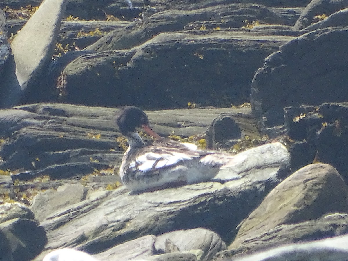 Red-breasted Merganser - ML637991812