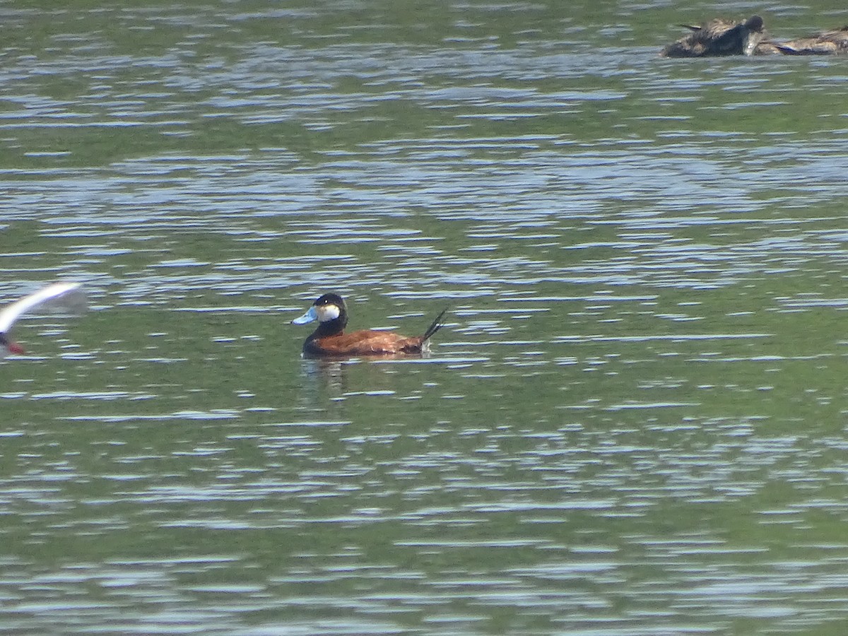 Ruddy Duck - ML637991821