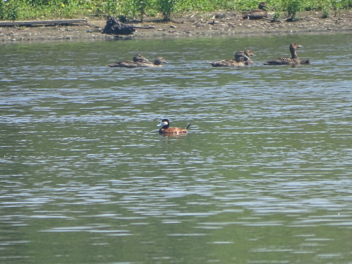 Ruddy Duck - ML637991823
