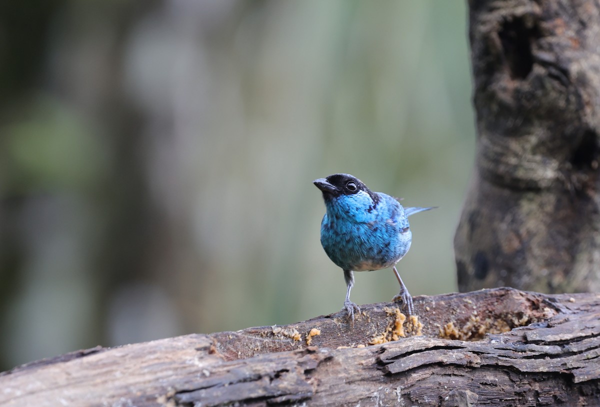 Golden-naped Tanager - ML637991824