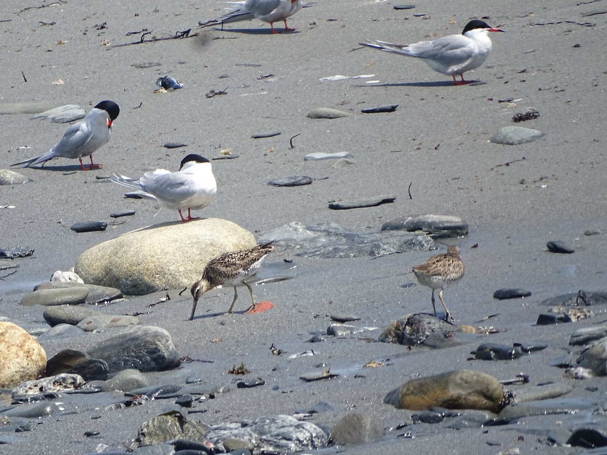 Short-billed Dowitcher - ML637991833