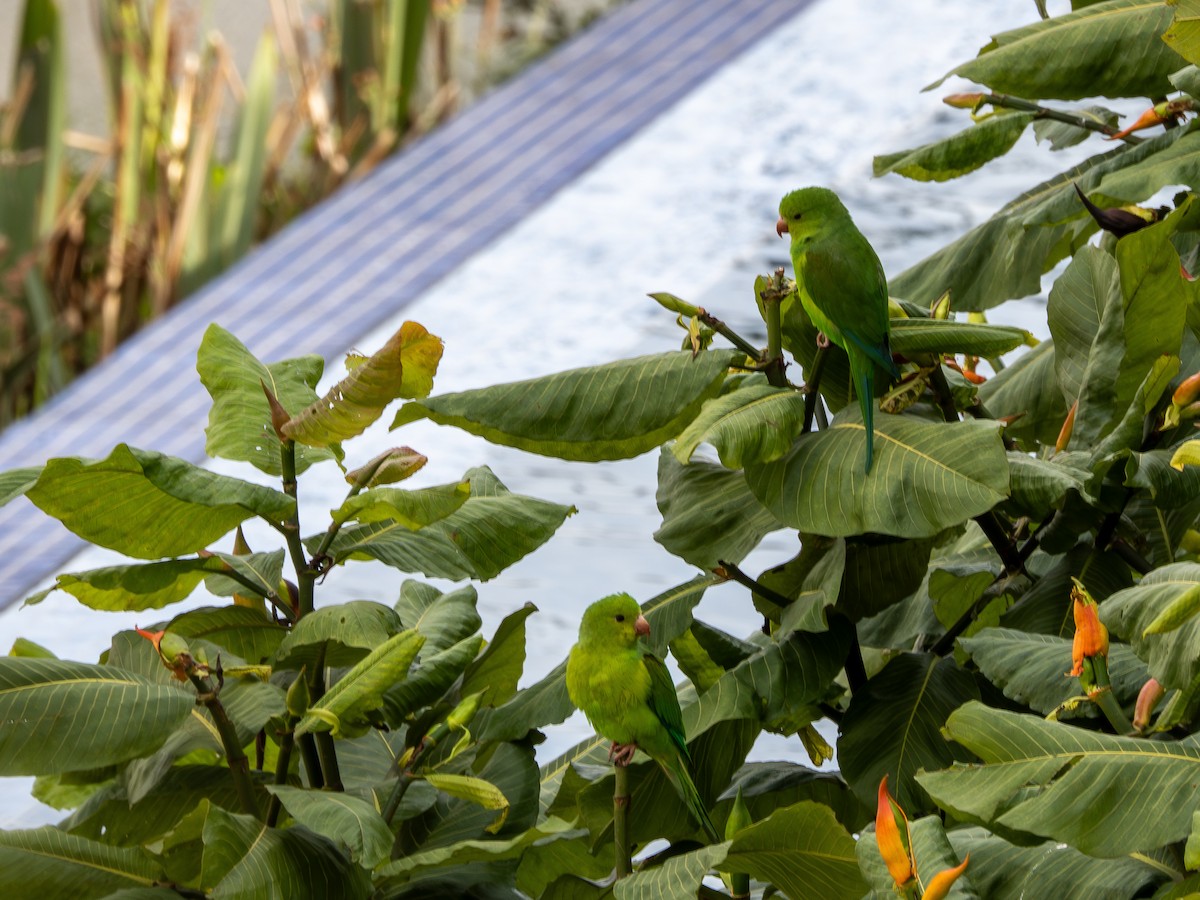 Plain Parakeet - ML637991834