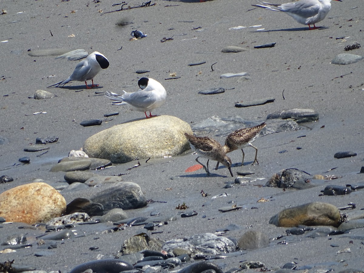Short-billed Dowitcher - ML637991835