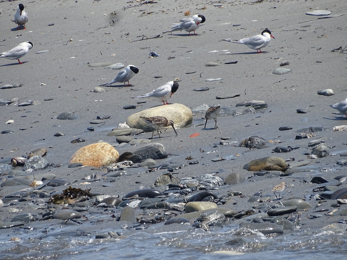 Short-billed Dowitcher - ML637991836