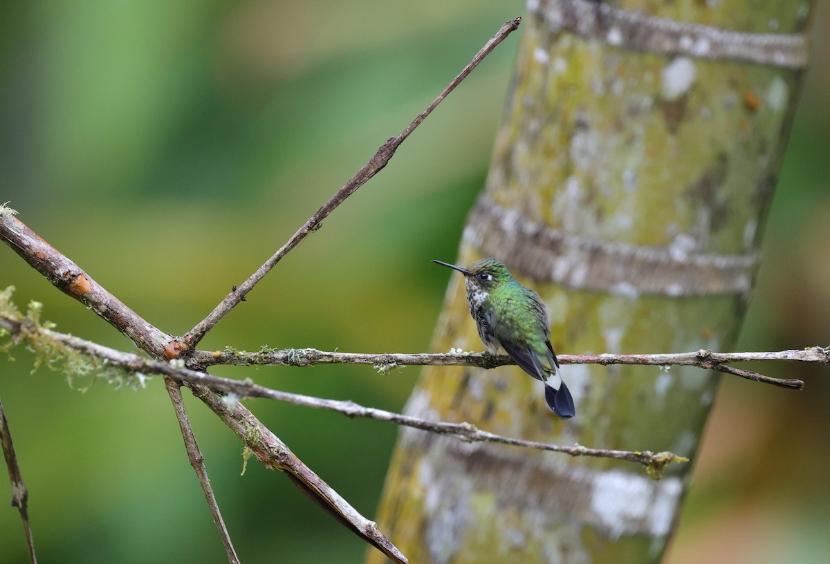 White-booted Racket-tail - ML637991879