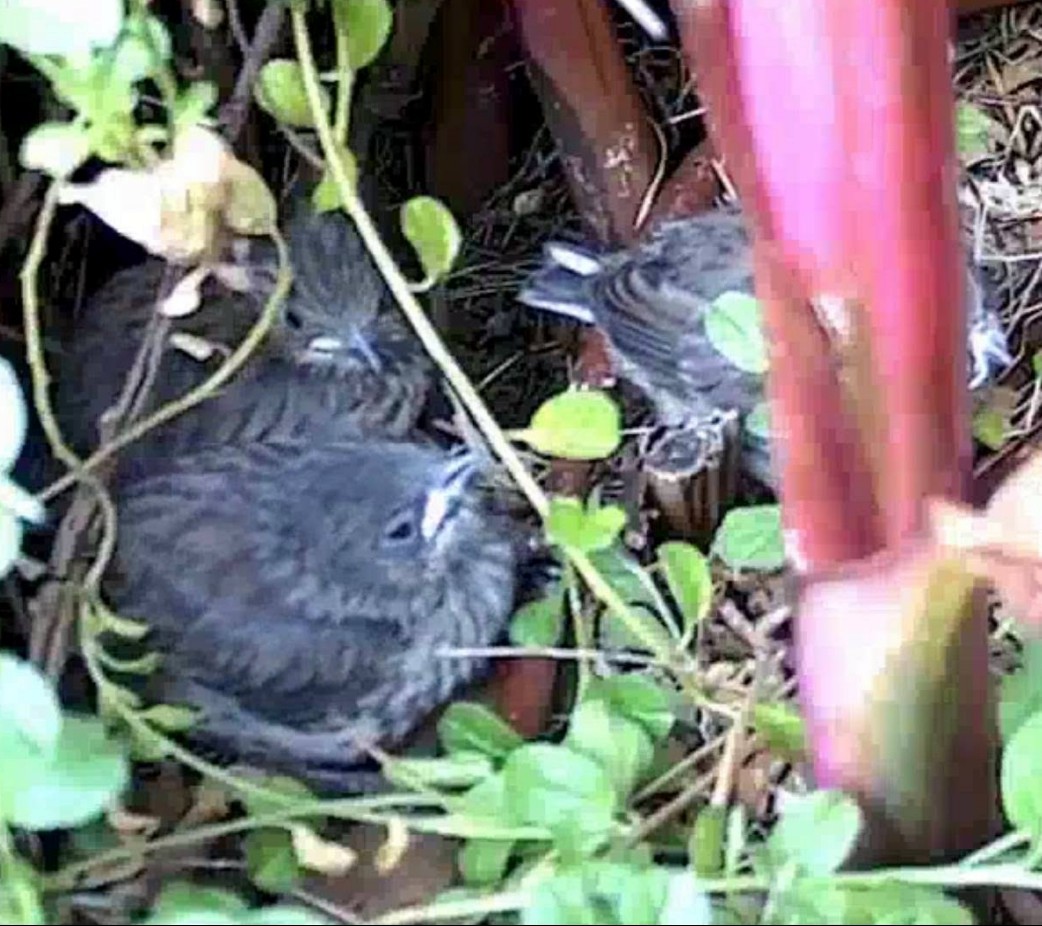 Dark-eyed Junco - ML637991881