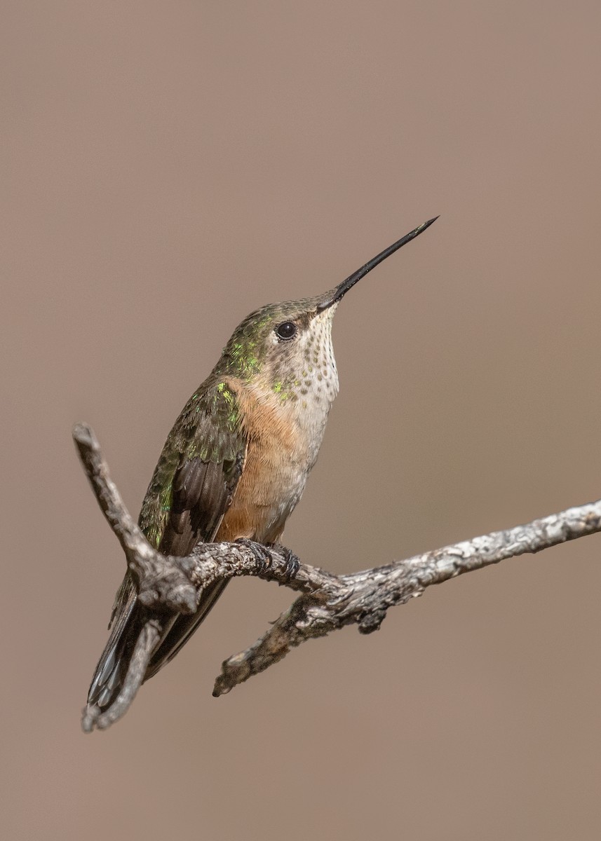 Broad-tailed Hummingbird - ML637991882