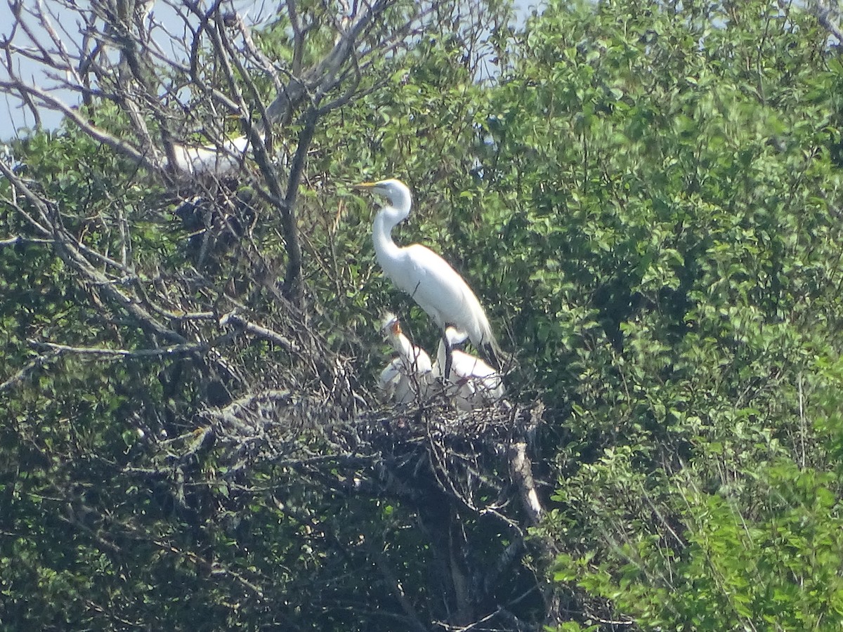 Great Egret - ML637991909