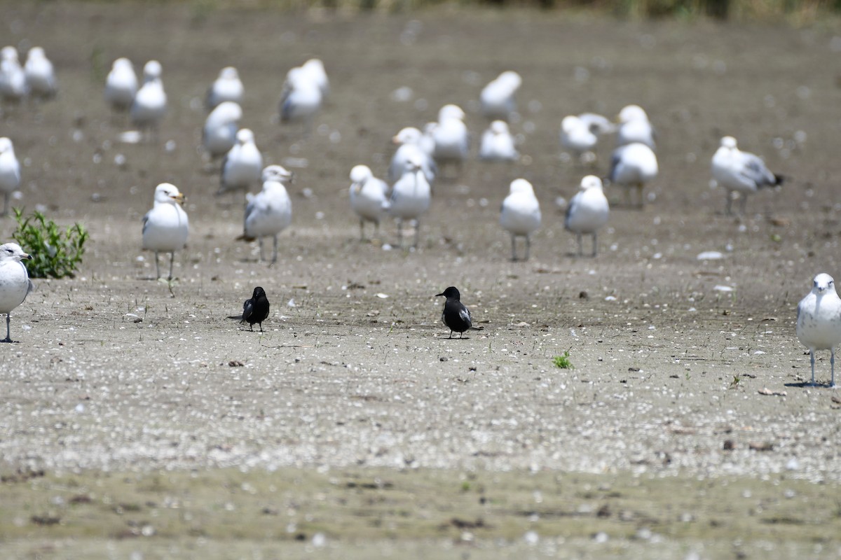 Black Tern - ML637991969
