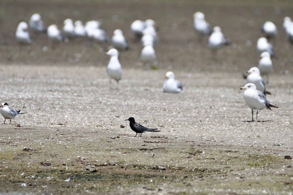 Black Tern - ML637991970