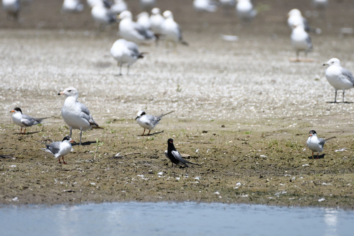 Black Tern - ML637991971