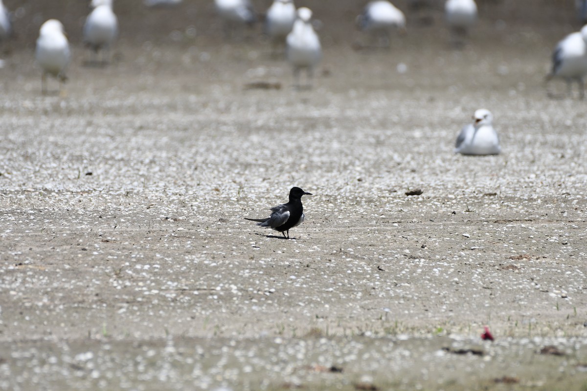 Black Tern - ML637991972