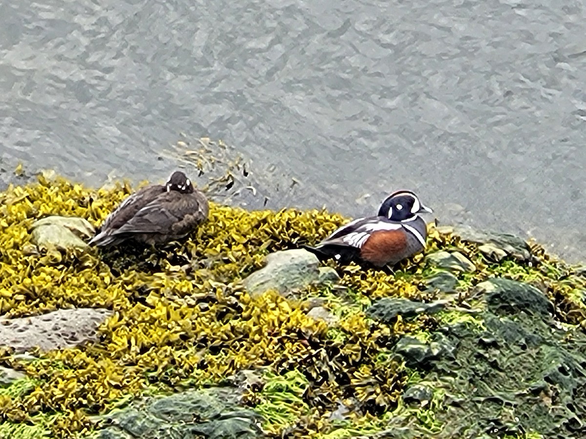 Harlequin Duck - ML637992024