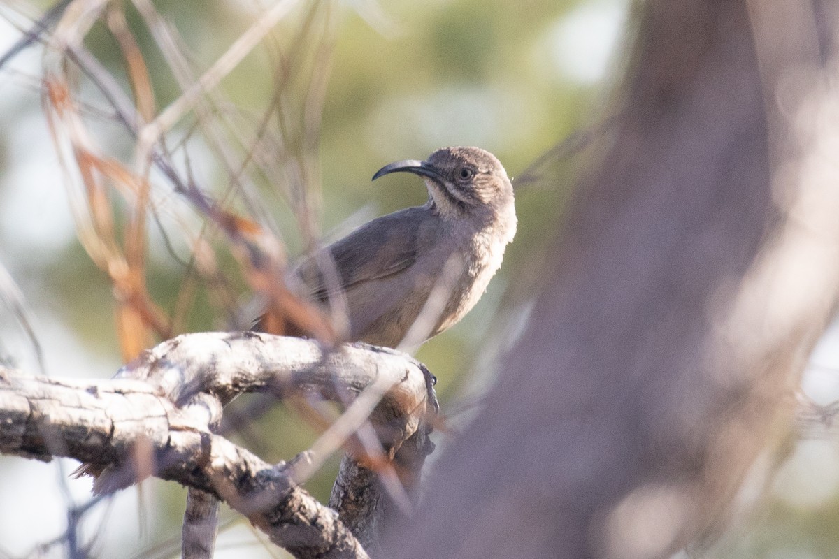 Crissal Thrasher - ML637992026