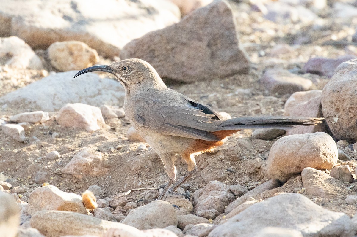 Crissal Thrasher - ML637992028