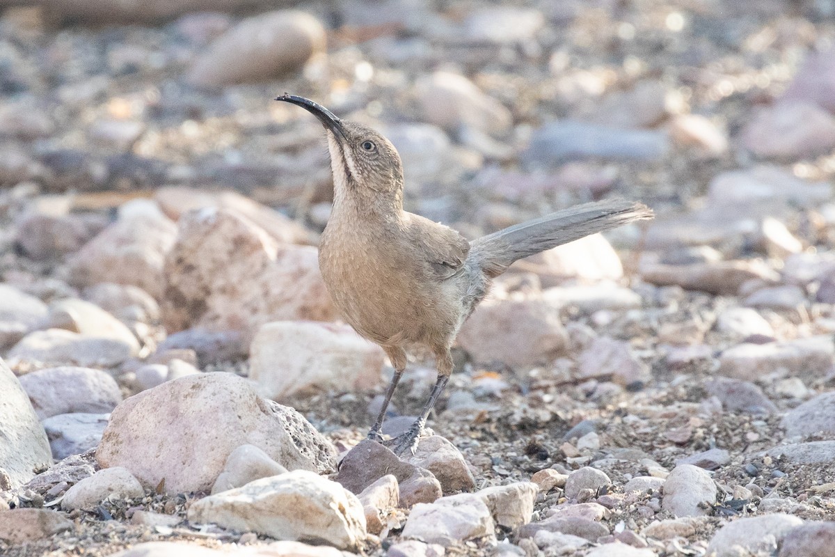 Crissal Thrasher - ML637992030