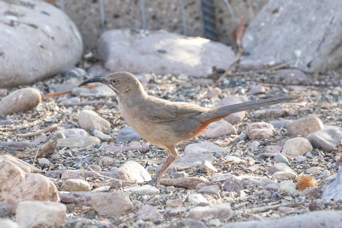 Crissal Thrasher - ML637992032