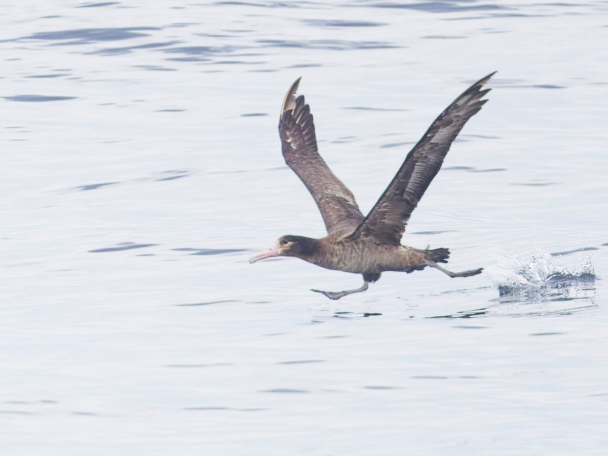 Short-tailed Albatross - ML637992069