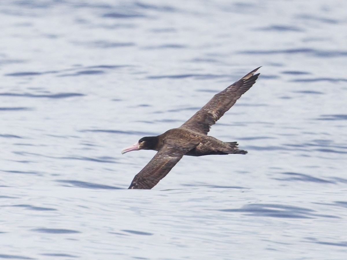Short-tailed Albatross - ML637992071