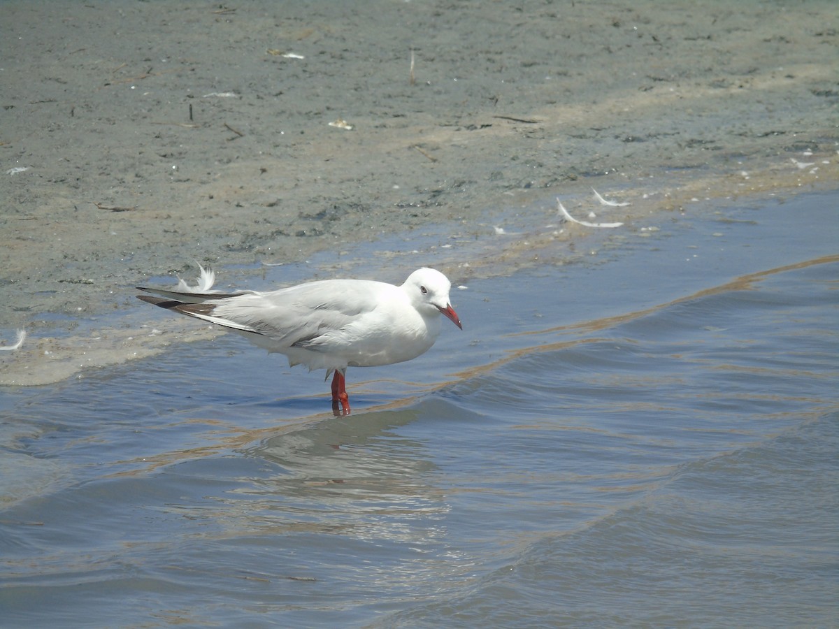 Slender-billed Gull - ML637992105