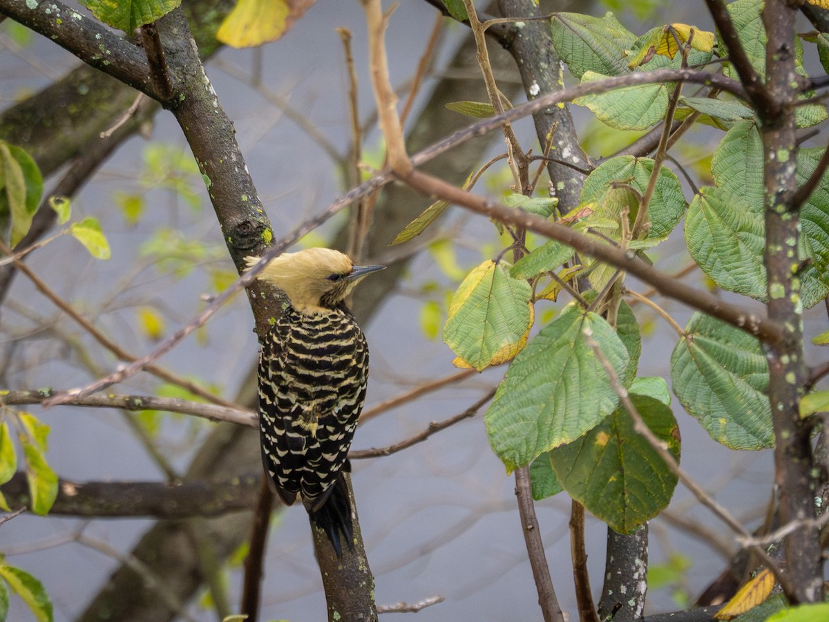 Blond-crested Woodpecker - ML637992151