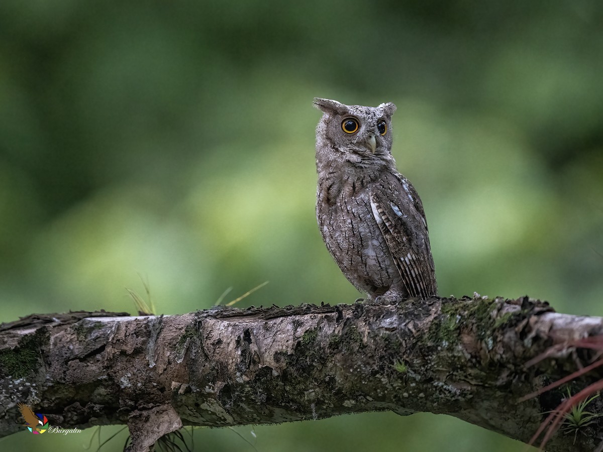 Pacific Screech-Owl - ML637992169