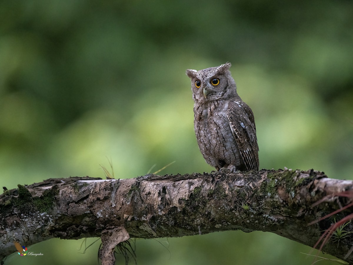 Pacific Screech-Owl - ML637992170