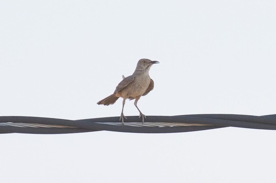 Bendire's Thrasher - ML637992222