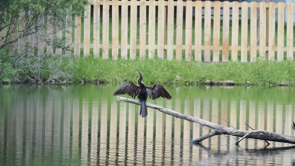 anhinga americká - ML637992228